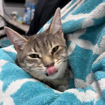 Domestic Short Hair Cats Available for Adoption - Patty | PetCurious