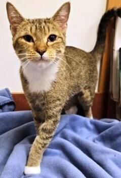 Momma Mia -  Domestic Short Hair Cat for Adoption in Lebanon, Pennsylvania - Momma Mia | PetCurious