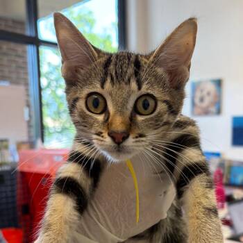 Jaxon -  Domestic Short Hair Cat for Adoption in Nashville, Tennessee - Jaxon | PetCurious