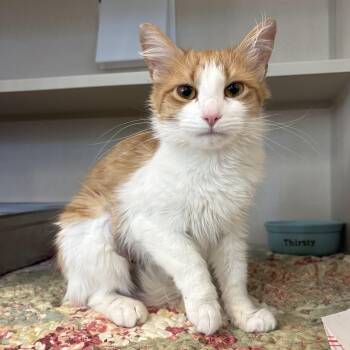 Lorraine -  Domestic Long Hair Cat for Adoption in Eatontown, New Jersey - Lorraine | PetCurious