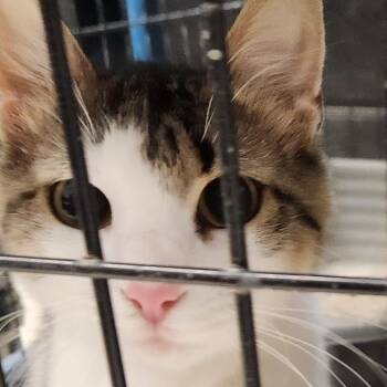 Sasha C45970 -  Domestic Medium Hair Cat for Adoption in Corsicana, Texas - Sasha C45970 | PetCurious