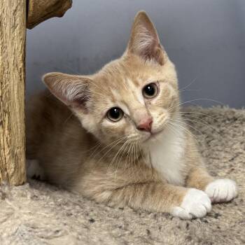 Billie -  Domestic Short Hair Cat for Adoption in Hanover Park, Illinois - Billie | PetCurious