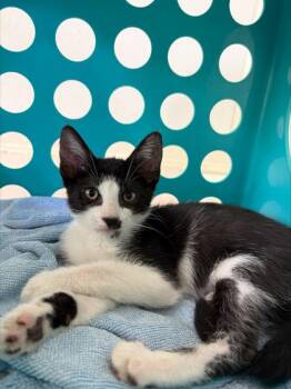 Freddie Mercury -  Domestic Short Hair Cat for Adoption in Honolulu, Hawaii - Freddie Mercury | PetCurious