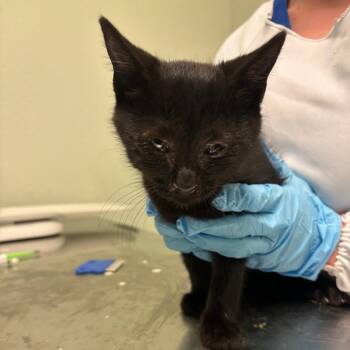 ApriCat -  Domestic Short Hair Cat for Adoption in Jasper, Indiana - ApriCat | PetCurious