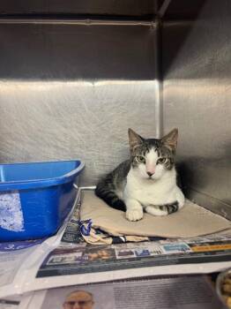 Walsh -  Domestic Short Hair Cat for Adoption in Sorrento, Louisiana - Walsh | PetCurious
