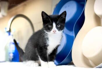 Elvira -  Domestic Short Hair Cat for Adoption in Monroe, Georgia - Elvira | PetCurious