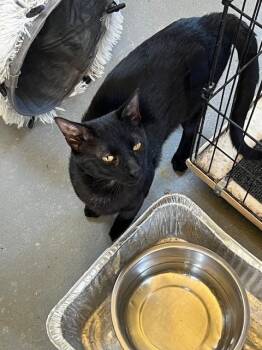 Domestic Short Hair Cats Available for Adoption - Inkie | PetCurious