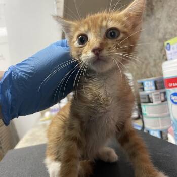 Michael -  Domestic Short Hair Cat for Adoption in Dickinson, Texas - Michael | PetCurious