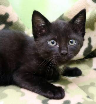 Domestic Short Hair Cats Available for Adoption in Tierra Verde, Florida - Marlow | PetCurious
