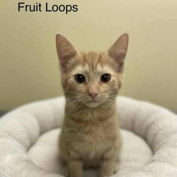 Tabby Cats Available for Adoption - Fruit Loops | PetCurious