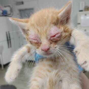 Domestic Short Hair Cats Available for Adoption in Summerville, South Carolina - Warren | PetCurious