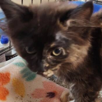 Charity K46039 -  Domestic Long Hair Cat for Adoption in Corsicana, Texas - Charity K46039 | PetCurious