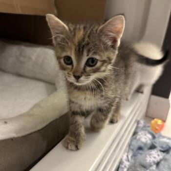 Phoebe -  Domestic Short Hair Cat for Adoption in Madison, Wisconsin - Phoebe | PetCurious