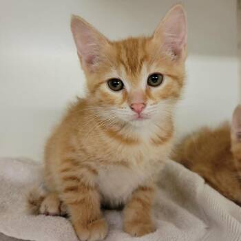Ember -  Domestic Short Hair Cat for Adoption in Columbia, Missouri - Ember | PetCurious