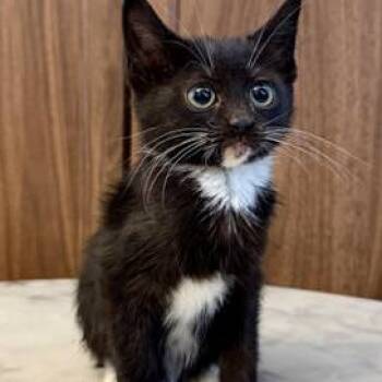 Rescue Domestic Short Hair Cats for Adoption in San Antonio, Texas - Thunder | PetCurious