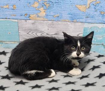 Rescue Domestic Short Hair Cats for Adoption in Washington Court House, Ohio - Giblet | PetCurious