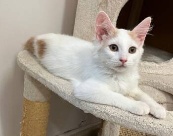 Rescue Domestic Medium Hair Cats for Adoption in Seal Beach, California - Kitten Osiris | PetCurious