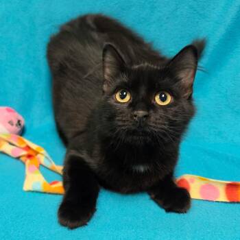 SUGAR COOKIE -  Domestic Medium Hair Cat for Adoption in Graham, Washington - SUGAR COOKIE | PetCurious