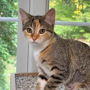 Stroop Waffle -  Domestic Short Hair Cat for Adoption in Richmond, Virginia - Stroop Waffle | PetCurious