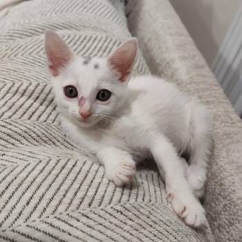 Starlight -  Domestic Short Hair Cat for Adoption in Dickson, Tennessee - Starlight | PetCurious