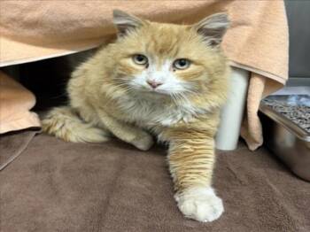 Domestic Medium Hair Cats Available for Adoption - PAPI | PetCurious