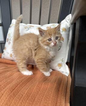 Domestic Medium Hair Cats Available for Adoption in Grand Haven, Michigan - Hopscotch  | PetCurious