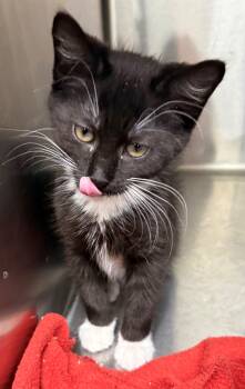 Princess -  Domestic Short Hair Cat for Adoption in Edison, New Jersey - Princess | PetCurious