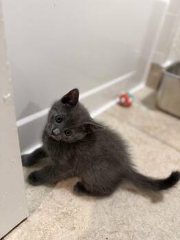 Smokey -  Domestic Short Hair and Russian Blue Cat for Adoption in Pompano Beach, Florida - Smokey | PetCurious