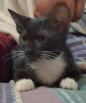 Utsu -  Domestic Short Hair Cat for Adoption in Oviedo, Florida - Utsu | PetCurious