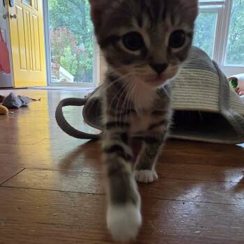 Calzone -  Domestic Short Hair Cat for Adoption in Charlotte, North Carolina - Calzone | PetCurious