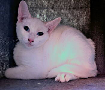 Rescue Domestic Short Hair Cats for Adoption in Oviedo, Florida - King | PetCurious