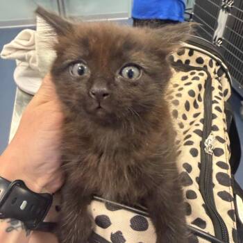 Domestic Long Hair Cats Available for Adoption in Greensboro, North Carolina - Rice Krispies | PetCurious