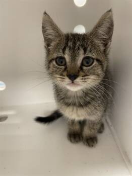 Rescue Domestic Short Hair Cats for Adoption in Ontario, California - NEEDS A FOSTER | PetCurious