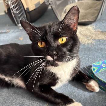 kitty -  Domestic Short Hair Cat for Adoption in Rochester, Minnesota - Kitty | PetCurious