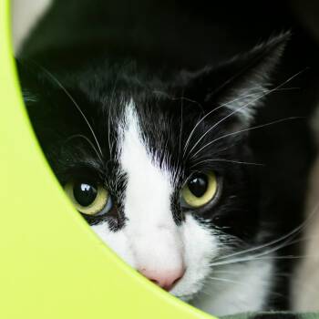 Domestic Short Hair Cats Available for Adoption in Middletown, Rhode Island - Figaro | PetCurious