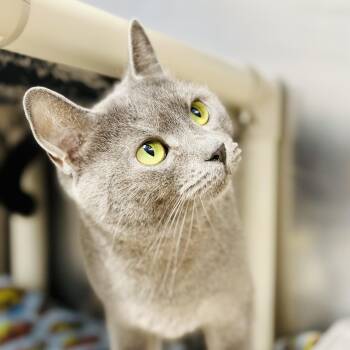 Iris -  Domestic Short Hair Cat for Adoption in Stafford Township, New Jersey - Iris | PetCurious