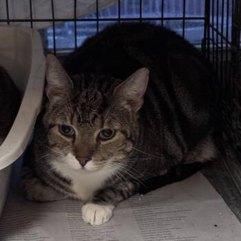 Winston -  Domestic Short Hair Cat for Adoption in Inwood, West Virginia - Winston | PetCurious