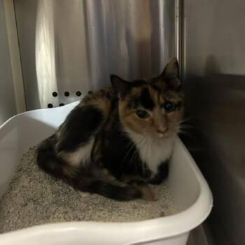 Cali -  Domestic Short Hair Cat for Adoption in Knoxville, Tennessee - Cali | PetCurious
