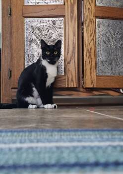 Rescue Domestic Medium Hair Cats for Adoption in Virginia Beach, Virginia - Mama Freya 25' | PetCurious