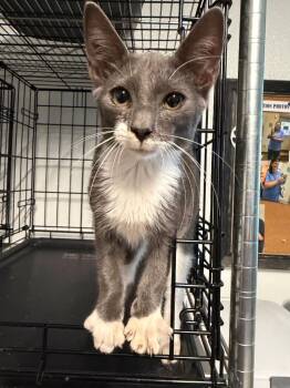 Hawkeye -  Domestic Short Hair Cat for Adoption in Metter, Georgia - Hawkeye | PetCurious