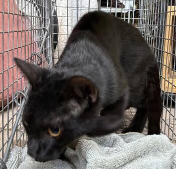 SICILIAN 4 -  Domestic Short Hair Cat for Adoption in Rancho Cucamonga, California - SICILIAN 4 | PetCurious