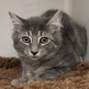 Brie -  Domestic Medium Hair Cat for Adoption in Sarasota, Florida - Brie | PetCurious