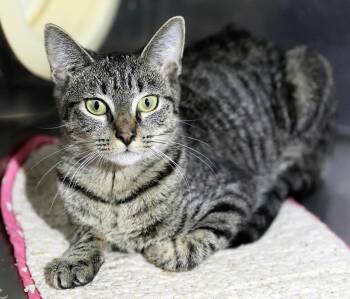 Rescue Domestic Short Hair Cats for Adoption in Lambertville, New Jersey - Fern | PetCurious