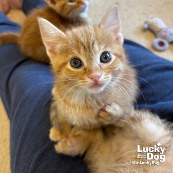 Domestic Short Hair Cats Available for Adoption in Washington, District Of Columbia - Bitty MJ | PetCurious