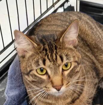 Valor -  Domestic Short Hair Cat for Adoption in Little Rock, Arkansas - Valor | PetCurious