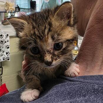 Domestic Short Hair Cats Available for Adoption in Eureka Springs, Arkansas - Eliza | PetCurious