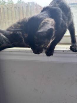 Piccolo -  Domestic Short Hair Cat for Adoption in Salisbury, North Carolina - Piccolo | PetCurious