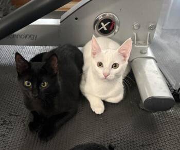 Snickers -  Domestic Short Hair Cat for Adoption in Tampa, Florida - Snickers | PetCurious