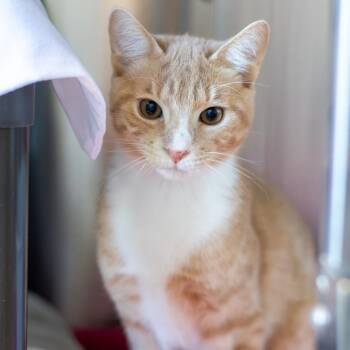 Android -  Domestic Short Hair Cat for Adoption - Android | PetCurious