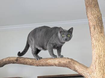 Rescue Domestic Short Hair Cats for Adoption in Fairhope, Alabama - Sugar Monkey | PetCurious